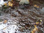 2008_10_30_Mult_Falls_12mi_Oly_0086