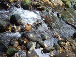2008_10_30_Mult_Falls_12mi_Oly_0087