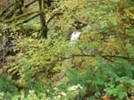2008_10_30_Mult_Falls_12mi_Oly_0102
