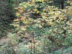 2008_10_30_Mult_Falls_12mi_Oly_0109