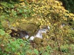 2008_10_30_Mult_Falls_12mi_Oly_0112
