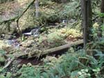 2008_10_30_Mult_Falls_12mi_Oly_0120