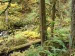 2008_10_30_Mult_Falls_12mi_Oly_0121