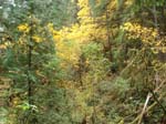 2008_10_30_Mult_Falls_12mi_Oly_0123