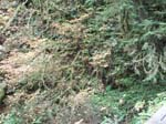 2008_10_30_Mult_Falls_12mi_Oly_0128