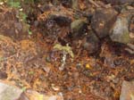 2008_10_30_Mult_Falls_12mi_Oly_0145