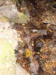 2008_10_30_Mult_Falls_12mi_Oly_0148