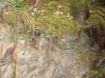 2008_10_30_Mult_Falls_12mi_Oly_0155