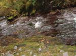 2008_10_30_Mult_Falls_12mi_Oly_0161