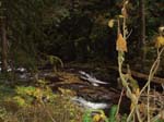 2008_10_30_Mult_Falls_12mi_Oly_0165