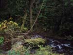 2008_10_30_Mult_Falls_12mi_Oly_0168