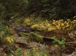 2008_10_30_Mult_Falls_12mi_Oly_0169
