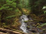 2008_10_30_Mult_Falls_12mi_Oly_0180