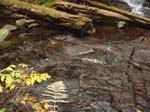 2008_10_30_Mult_Falls_12mi_Oly_0182