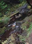 2008_10_30_Mult_Falls_12mi_Oly_0186