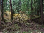 2008_10_30_Mult_Falls_12mi_Oly_0190