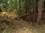 2008_10_30_Mult_Falls_12mi_Oly_0191