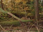 2008_10_30_Mult_Falls_12mi_Oly_0193