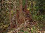 2008_10_30_Mult_Falls_12mi_Oly_0194