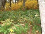 2008_10_30_Mult_Falls_12mi_Oly_0195
