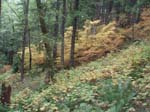 2008_10_30_Mult_Falls_12mi_Oly_0196