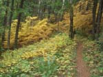 2008_10_30_Mult_Falls_12mi_Oly_0197