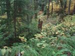 2008_10_30_Mult_Falls_12mi_Oly_0198