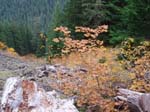 2008_10_30_Mult_Falls_12mi_Oly_0203