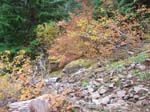 2008_10_30_Mult_Falls_12mi_Oly_0205