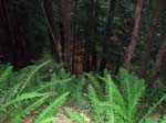 2008_10_30_Mult_Falls_12mi_Oly_0212