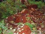 2008_10_30_Mult_Falls_12mi_Oly_0217
