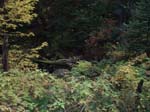 2008_10_30_Mult_Falls_12mi_Oly_0219