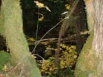 2008_10_30_Mult_Falls_12mi_Oly_0220