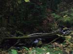 2008_10_30_Mult_Falls_12mi_Oly_0221