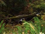 2008_10_30_Mult_Falls_12mi_Oly_0222