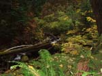 2008_10_30_Mult_Falls_12mi_Oly_0223