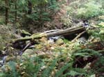 2008_10_30_Mult_Falls_12mi_Oly_0226