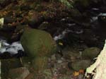 2008_10_30_Mult_Falls_12mi_Oly_0230
