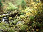2008_10_30_Mult_Falls_12mi_Oly_0235