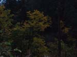 2008_10_30_Mult_Falls_12mi_Oly_0244