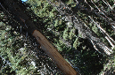 2009_0923_Mt_Hood_Hike0069