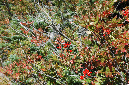 2009_0923_Mt_Hood_Hike0133
