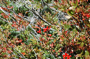 2009_0923_Mt_Hood_Hike0134