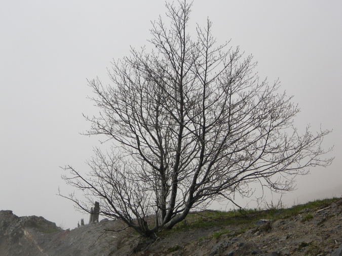 2011Jun06_Mt_St_Helens__065