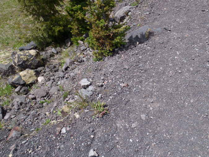 2011Jun06_Mt_St_Helens__204