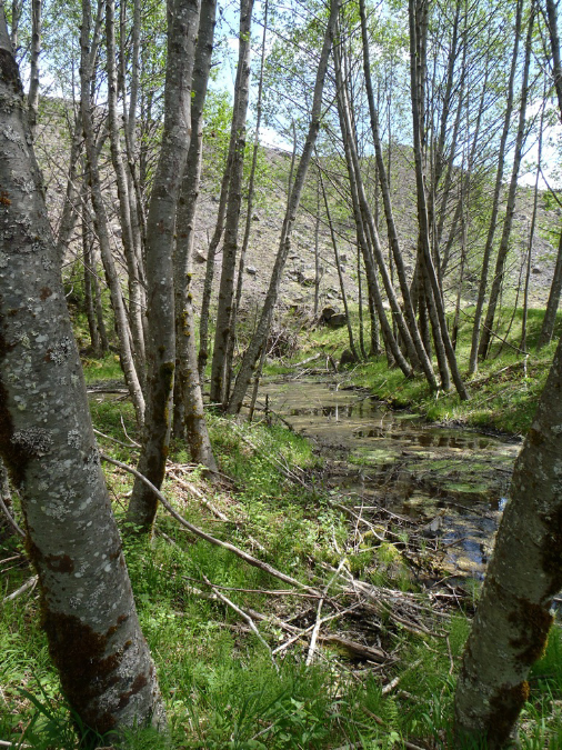 2011Jun06_Mt_St_Helens__222