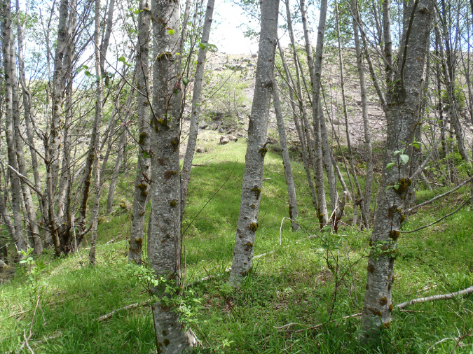 2011Jun06_Mt_St_Helens__224