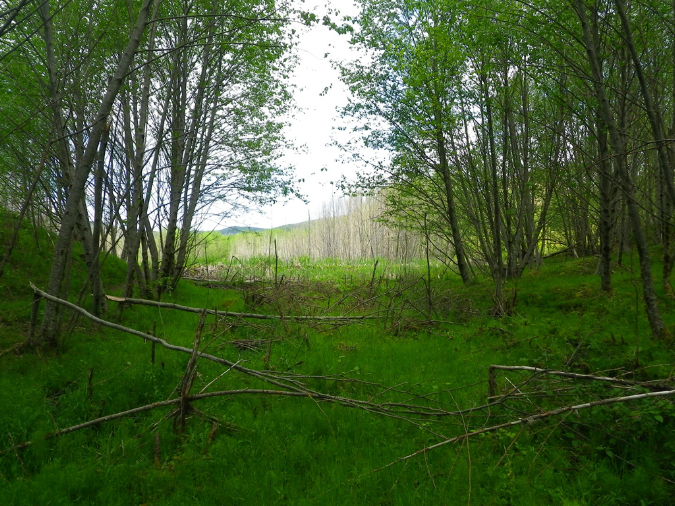 2011Jun06_Mt_St_Helens__253