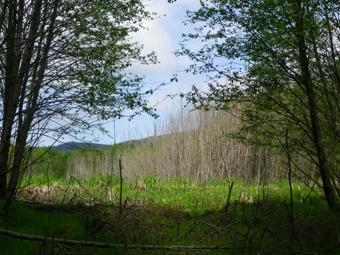 2011Jun06_Mt_St_Helens__254
