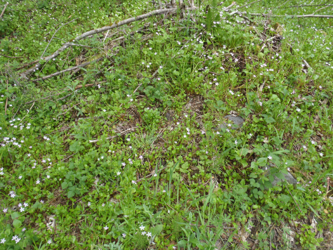 2011Jun06_Mt_St_Helens__294